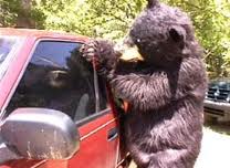 Picture of Bear breaking into a car